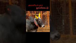 🌀🌀அவன் அந்த இடத்தில் அப்படியே நிக்கணும்❌avaniyabura✅ 1price movement#shortsfeed #avaliyajallikattu