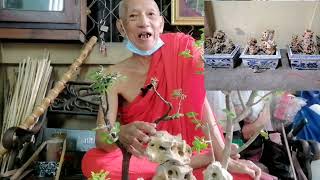 EP​76/2:Thai tree bending/ไม้ดัดไทย(ตอนจบ)