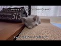 主の●●●を高速猫パンチで攻撃するかわいい猫【ロシアンブルー】