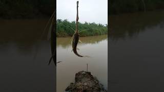 mancing tengah hujan deras ikan baung bnyak bnget #fishing #memancing