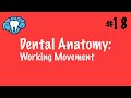 Dental Anatomy | Working Movement | INBDE