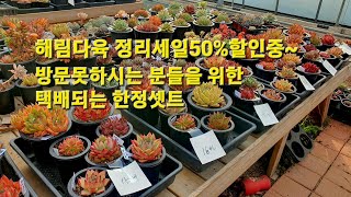 해림다육정리세일50%할인중~방분못하시는분들을 위한 택배한정셋트 #해림다육 #택배셋트 #다육이50%할인