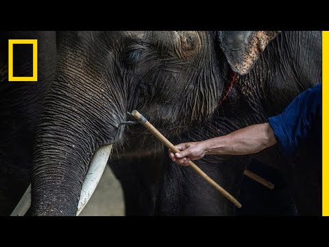 Are elephants abused in zoos?