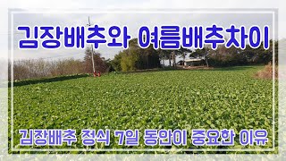 김장배추와 여름배추 차이 맛있는 김장김치 담그려면 배추정식 시기 중요합니다