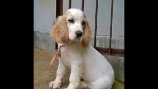 cocker spaniels@GUN DOGS KENNEL  GUWAHATI