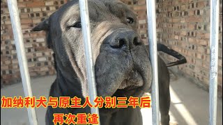 加纳利犬与原主人分别三年后，再次重逢会是什么样？