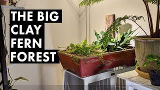 Building a fern forest in an old clay bonsai pot.