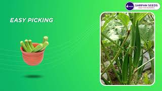 Virus tolerant #bhendi Seeds | Sarpan #okra -180 #okraseeds | #call 8884051713