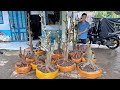 MAI VÀNG TÂM ngày 2O/1O/2O24 (#O346741627 TÂM ) PHÔI MAI VÀNG, MAI TỨ QUÝ-  @bonsai Can Tho