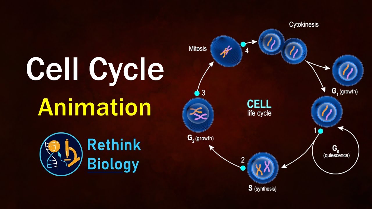 Cell Cycle Mitosis Animation The Cell Cycle