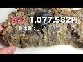 【収益公開】2021年の収益と支出を公開します！【クワガタ飼育】