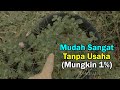 Cara paling mudah tanam pokok kucing dukung anak ubat kucing yang hebat