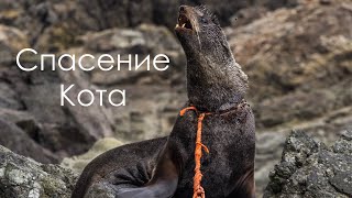 Спасение Северного морского котика. Rescue of the Northern seal.