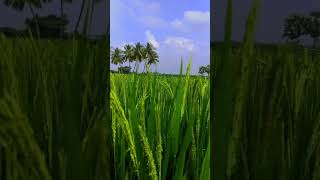 விவசாயி நம்ம வாழ்வு #trending #tnagriculture #trinding_on_youtube #agriculture #tnfarmers #ricecrop