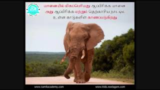 Yanai | யானை | Elephant