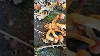 Łysak wspaniały - Gymnopilus junonius - grzyby niejadalne