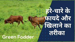 हरे-चारे के फायदे और खिलाने का तरीका | Benefits of green fodder for cows and buffalo