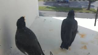 Javan Myna Bird up close encounter on window ledge in Singapore