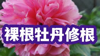 青石话牡丹芍药   裸根牡丹栽种前的修根   Tree peony bear root pruning