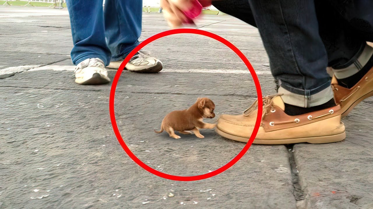 Top 20 Smallest Dog Breeds