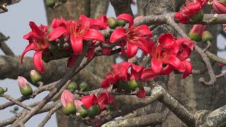 Beautiful Bombax Ceiba || Shimul flower || শিমুল ফুল || Cotton Tree