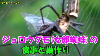 Nephila spider meal and nest building(Amami Oshima Island)