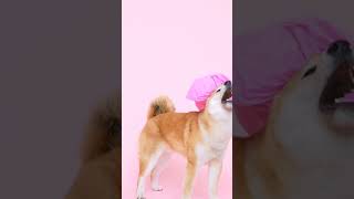 New Funny Animals Video | New Funny Animals Dogs Video #dogshorts #funnydogvideos #funnydogs