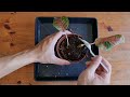 how to propagate aglaonema chinese evergreen with 105 day update