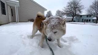 柴犬貴教！ママちんからの雪掛け攻撃に凹むノリたん