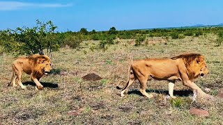 Kambula Male Lions (K3, K4, K5) Together in Formation | Mapogos Great Grandsons | 12 December 2024