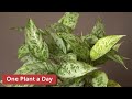 Aglaonema pictum Houseplant Care — 127 of 365