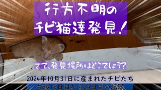 行方不明だった子猫発見！だが異変発生！　2024年10月31日に生まれたチビたち　生後20日目から24日目のチビ猫達　#cat #kitten #子猫 #フィリピン田舎暮らし　#子猫ケア