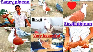 ❤Beautiful Siraji 🕊Kabootar Mila Gift Me Kar Lo 🤩shok || Fancy 🔥Siraji 🕊Pigeon Special !!!!