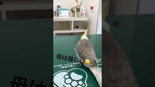 お迎えから5日目のオカメインコのサニー初めての病院とドライブデビューの巻