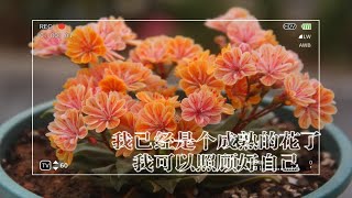 【干货攻略】露薇花广东怎么养？