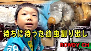 スマトラオオヒラタ幼虫割り出し（ハーキュリーT血統）