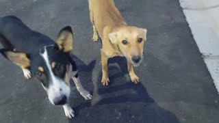 When your dog has only one brain cell 🤣🐶 Funny Dog Videos 2025