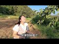 上山摘柿子，200斤的舅舅上树还是很灵活