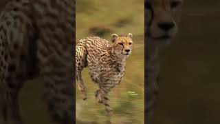 Cheetah's Deadly Chase: Gazelle's Last Run! #cheetah  #shortsyoutube