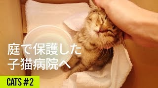 母猫に間引きされた子猫を庭で保護2 - Abandoned kitten rescued in my yard 2 (EN sub)