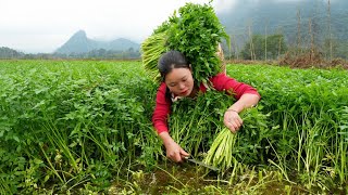 Harvesting Celery Bringing it to the Market to Sell - Growing Vegetables, Cooking | Trieu Mai Huong.