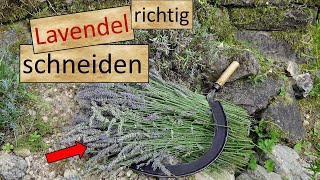 Lavendel richtig schneiden Anleitung