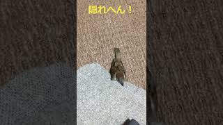 スズメのチー君　パンツを覗く　#shorts  #sparrow  #birds