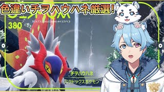 【ポケモンSV】二つ名以外の色違いは配布する！色違いチヲハウハネ厳選！