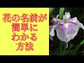 花の名前が簡単にわかる方法