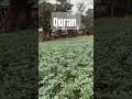 quran urdu translation