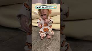 Baby monkey KiKi is an amazing actress!! 🐵🥹 🎥: ViralHog