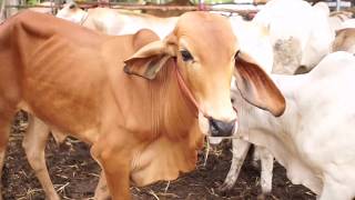 วัวสำหรับนำไปขุนระยะสั้น​  เก็บภาพบรรยากาศ​ก่อนขึ้นรถ