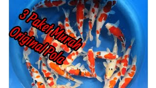 Tamankoi Blitar , MurahPaket 1 2,5jt , Paket 2 10jt , Paket 3 2,5jt  #koi #koiblitar #tamankoiblitar