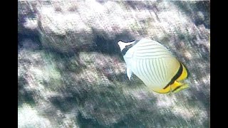 ふうらいちょうちょううお　Vagabond Butterflyfish　飄浮蝴蝶魚